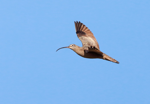 Long-billed Curlew in flight, eastern Washington