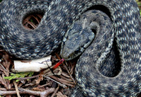 Western terrestrial garter snake (Thamnophis elegans) flicking tongue, Packwood, Washington