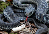 Western terrestrial garter snake (Thamnophis elegans) flicking tongue (2), Packwood, Washington