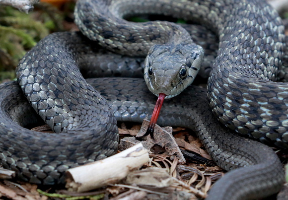 Western terrestrial garter snake (Thamnophis elegans) flicking tongue (2), Packwood, Washington