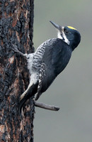 Black-backed Woodpecker male, eastern Washington