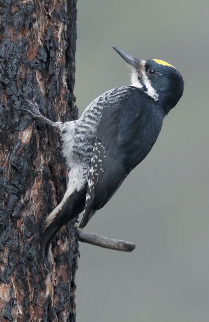 Tom Kogut Photography | Pacific Northwest: Birds: Woodpeckers