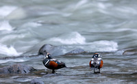 Harlequin Ducks on Tieton River, eastern Washington