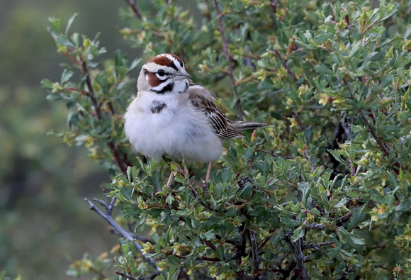 Lark Sparrow, eastern Washington