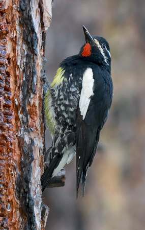Williamson's Sapsucker male displaying red throat patch, eastern Washington