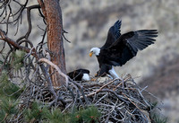 Bald Eagle landing at nest, eastern Washington