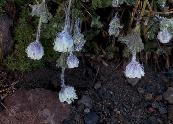 Dewy Drummond's anemone (Anemone drummondii) flowers, Mt. Rainier National Park, Washington