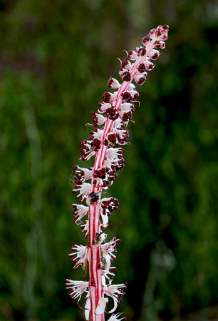 Candystick or Sugarstick (Allotropa virgata), Gifford Pinchot National Forest, Washington