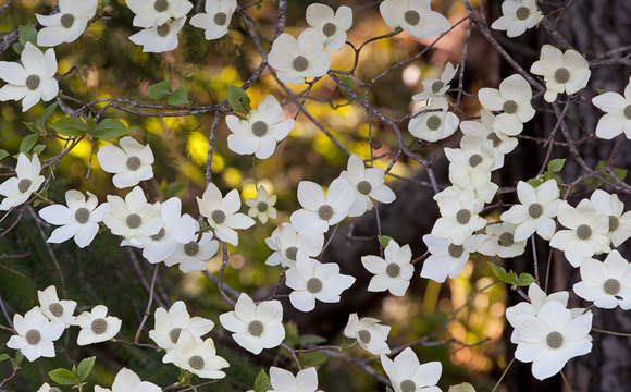 Pacific Dogwood (Cornus nutalli) flowers, western Washington