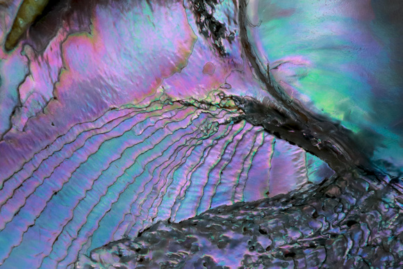 Abalone shell closeup, Packwood, Washington