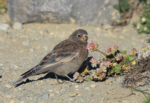 Gray-crowned Rosy-Finch juvenile eating pussypaws flowers, Mt. Rainier National Park, Washington