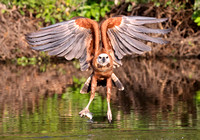 Black-collared Hawk with fish, Pixaim River, Pantanal, Brazil.