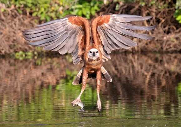 Black-collared Hawk with fish, Pixaim River, Pantanal, Brazil.