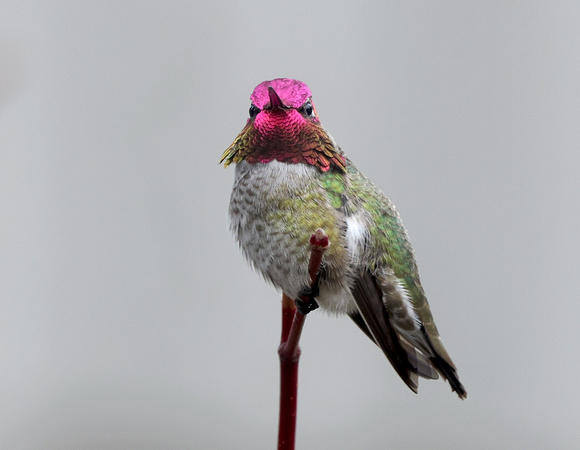 Anna's Hummingbird male, Packwood, Washington