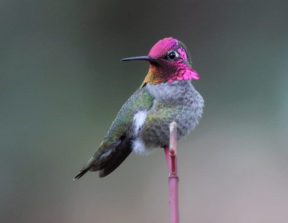 Anna's Hummingbird male (2), Packwood, Washington