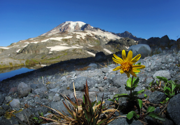 Arnica flower and Mt. Rainier, Mt. Rainier National Park, Washington