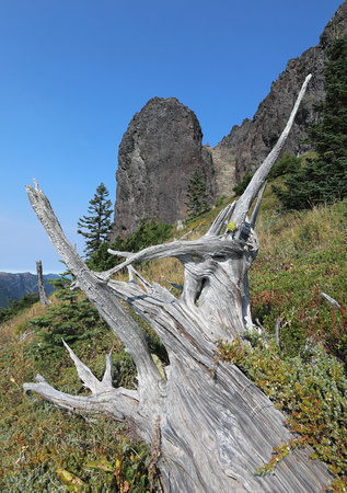 Tree roots and rock outcrop, Jumbo Peak, Gifford Pinchot National Forest, Washington