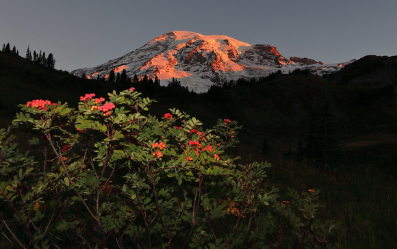Mountain-ash berries at sunrise with Mt. Rainier, Mt. Rainier National Park, Washington