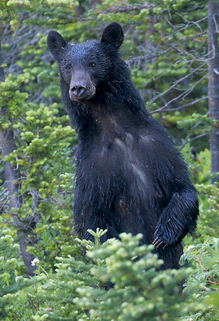 Black bear standing, Mt. Rainier National Park, Washington