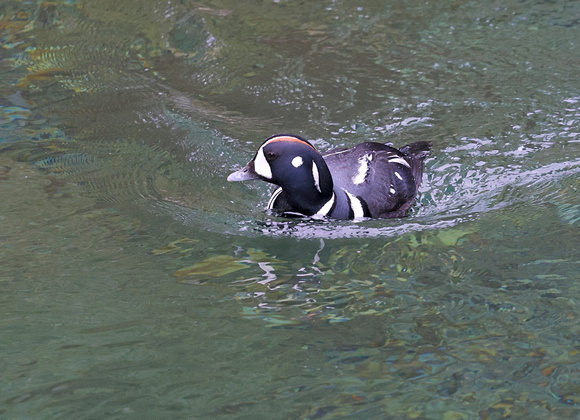 Harlequin Duck male swimming, Ohanapecosh River, Mt. Rainier NP