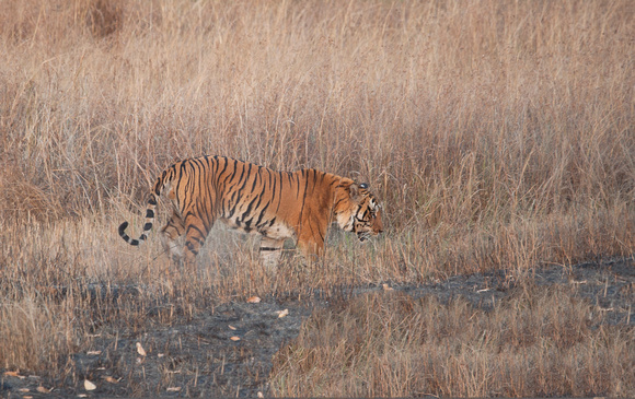 Male tiger walking in meadow, Kanha National Park, Madhya Pradesh, India