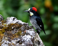 Acorn Woodpecker, Costa Rica