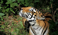 Female tiger displaying facial stripe pattern, Kanha National Park, India