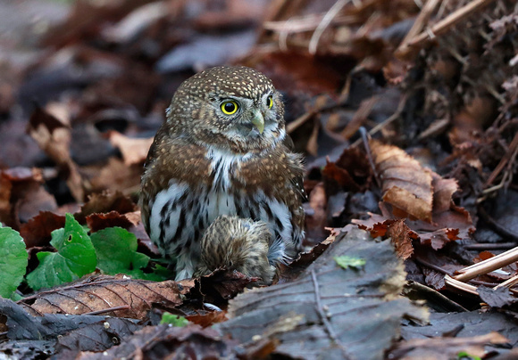 Northern Pygmy-Owl, Packwood, Washington