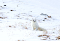 Arctic fox sitting on snowy slope, Svalbard (2024)