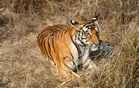 Wounded tiger in meadow, Kanha National Park, India