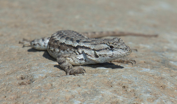 Western Fence Lizard (Sceloporus occidentalis), eastern Washington