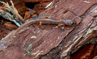 Ensatina salamander (Ensatina eschscholtzii), Gifford Pinchot National Forest, Washington