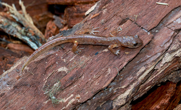 Ensatina salamander (Ensatina eschscholtzii), Gifford Pinchot National Forest, Washington