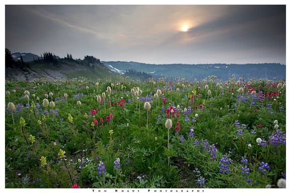Wildflowers and hazy sunrise, Mazama Ridge, Mt. Rainier National Park