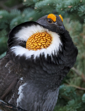 Sooty Grouse displaying portrait, MRNP