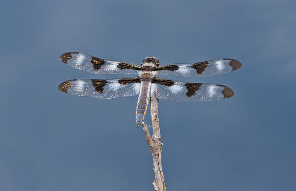 Twelve-spotted Skimmer (Libellula pulchella), Yakima, Washington