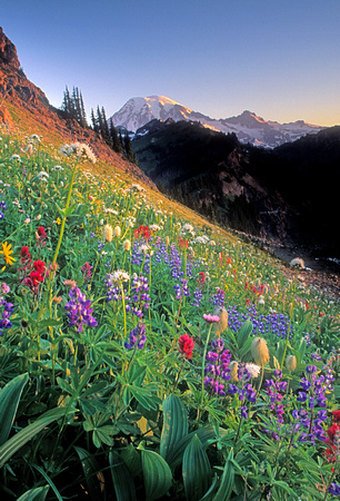 Wildflowers and Mt. Rainier, Tatoosh Wilderness, Washington