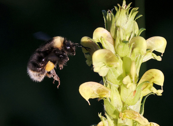 Western Bumble Bee (Bombus occidentalis), Chinook Pass, Mt. Rainier NP