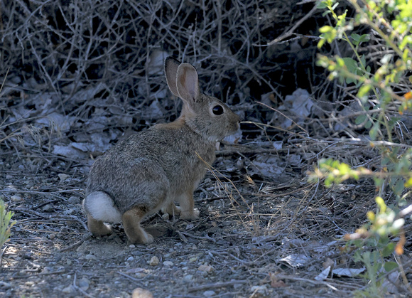 Nuttall's cottontail rabbit, eastern Washington