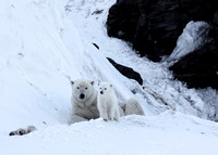 Female polar bear with cub, Svalbard, Norway