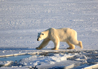 Polar bear on the move (3), Svalbard, Norway