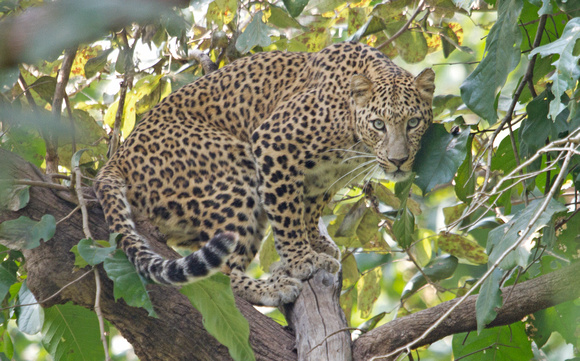 Leopard in tree, Kanha National Park, Madhya Pradesh, India