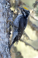 American Three-toed Woodpecker male, Mt. Rainier National Park