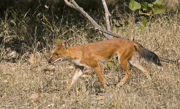 Dhole (Indian wild dog), Kanha National Park, India