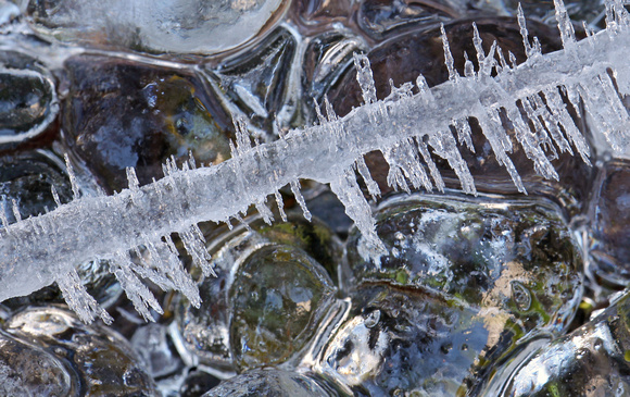 Fringed icicle, Gifford Pinchot National Forest, Washington