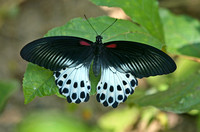 Blue Mormon butterfly (Papilio polymnestor), Kanha National Park, India