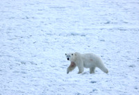 Polar bear male on ice sheet, Svalbard, Norway