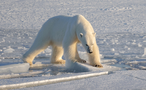 Polar bear walking on ice plates, Svalbard (2022)