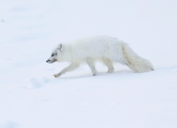 Arctic fox walking in snow, Svalbard (2024)