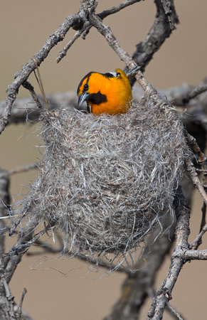 Bullock's Oriole at nest, eastern Washington